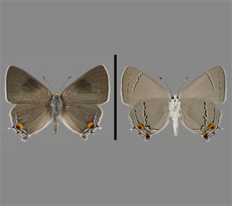 Lycaenidae: Theclinae 
 
Strymon melinus (Hübner, 1818)Gray HairstreakFMNH-INS 124075 
Chicago, Cook County, IL30 June 1941