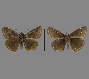 Hesperiidae: Pyrginae 
 
Erynnis horatius (Scudder & Burgess, 1870)Brown Dusky WingFMNH-INS 124126 
Schiller Park, Cook County, IL3 August 1940