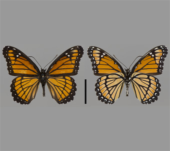 Nymphalidae:  Limenitidinae: Nymphalini 
 
Limenitis archippus (Cramer, 1776)ViceroyFMNH-INS 124012 
Lake Forest, Lake County, IL3 August 2002