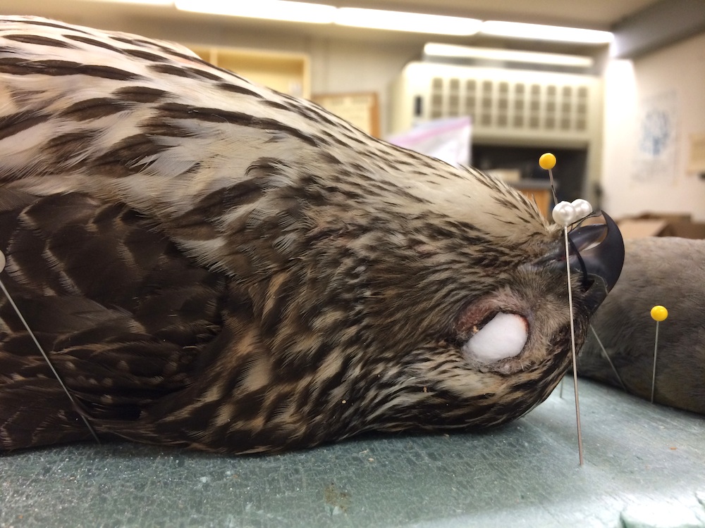 Image for Northern Goshawk in the City!