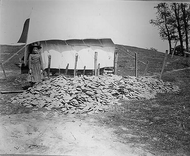 Young girl in a hat standing by tent and pile of Hopewell disks from Mound 2. Ross County, Ohio. 1891.Credit Information: © The Field MuseumID# CSA39671Photographer unknown