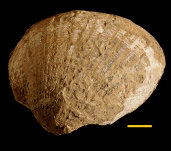 Mollusca - Bivalvia - Arcoida - Cucullaeidae
 
Cucullaea marshalliSpecimen PE 288096-C
Jaliense
Cenozoic - Paleogene - Eocene
Santa Cruz, Argentina