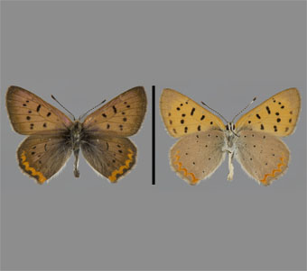 Lycaenidae: Lycaeninae: Lycaenini 
 
Lycaena helloides (Boisduval, 1852)Purplish Copper, maleFMNH-INS 124067 
Chicago, Cook County, IL20 July 1908