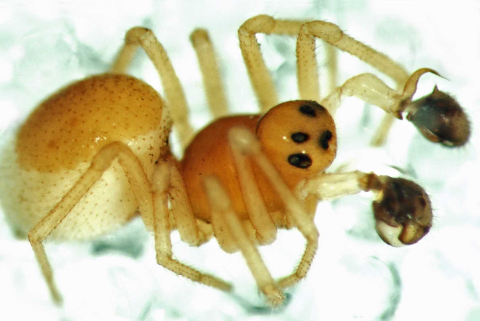 Full body of a male Dwarf Spider, Ceraticelus artemisiae.