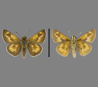 Hesperiidae: Hesperiinae 
 
Polites mystic (W.H. Edwards, 1863)Long Dash, femaleFMNH-INS 124097 
Hessville, Lake County, IN18 June 1916
