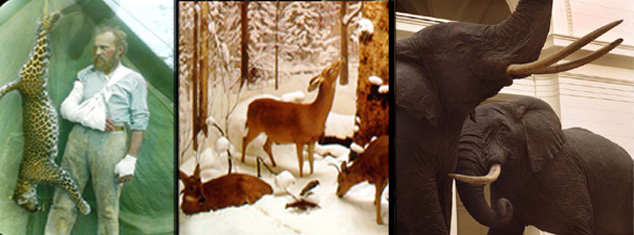 A composite of three photographs related to taxidermist Carl Akeley: Akeley standing near a leopard he killed, one scene from the Four Seasons of the Deer diorama, and a view of African elephants.