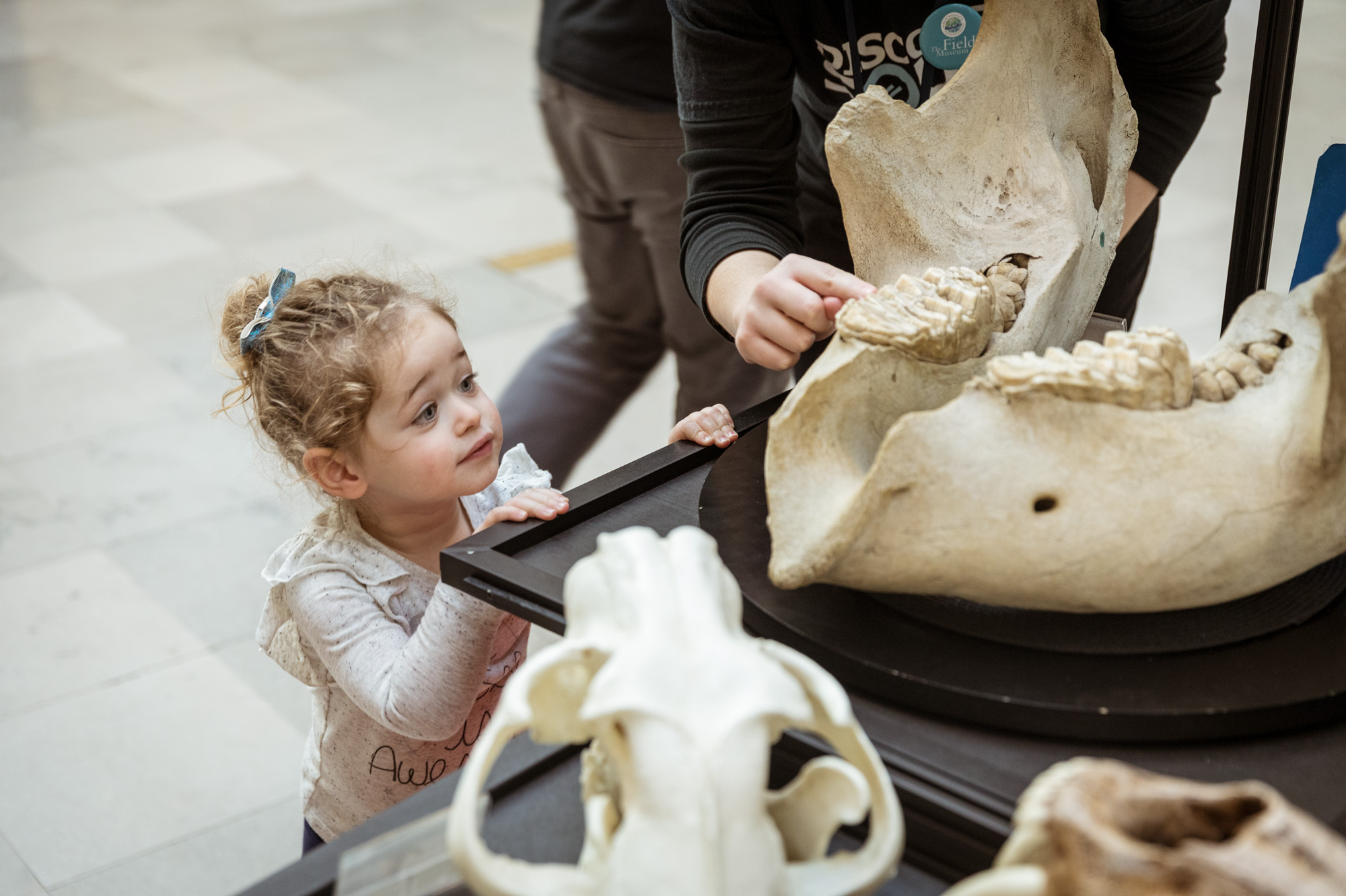 A toddler peeks over the edge of a Discovery Squad cart to look at the bottom half of a skull. A Discovery Squad educator points to the teeth