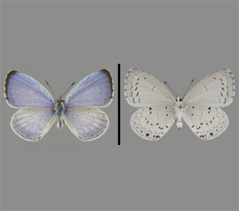 Lycaenidae: Polyommatinae: Polyommatini 
 
Celastrina ladon (Cramer, 1780)Spring AzureFMNH-INS 124080 
River Grove, Cook County, IL15 July 1943