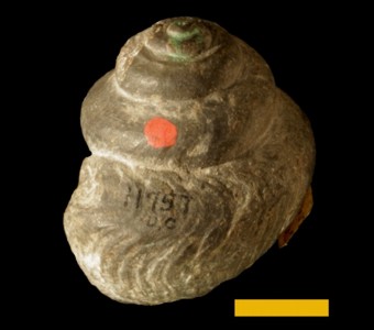 Mollusca - Gastropoda -(snails)
 
Platystoma turbinataSpecimen UC 11757
Onondaga Limestone
Paleozoic - Middle Devonian
Onondaga County, New York