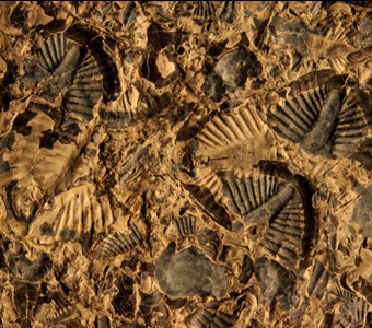 Arthropoda - Trilobita - Asaphida
 
Ogygites canadensisSpecimen PE 25586
Collingswood Formation
Paleozoic - Ordovician
Collingswood, Ontario, Canada