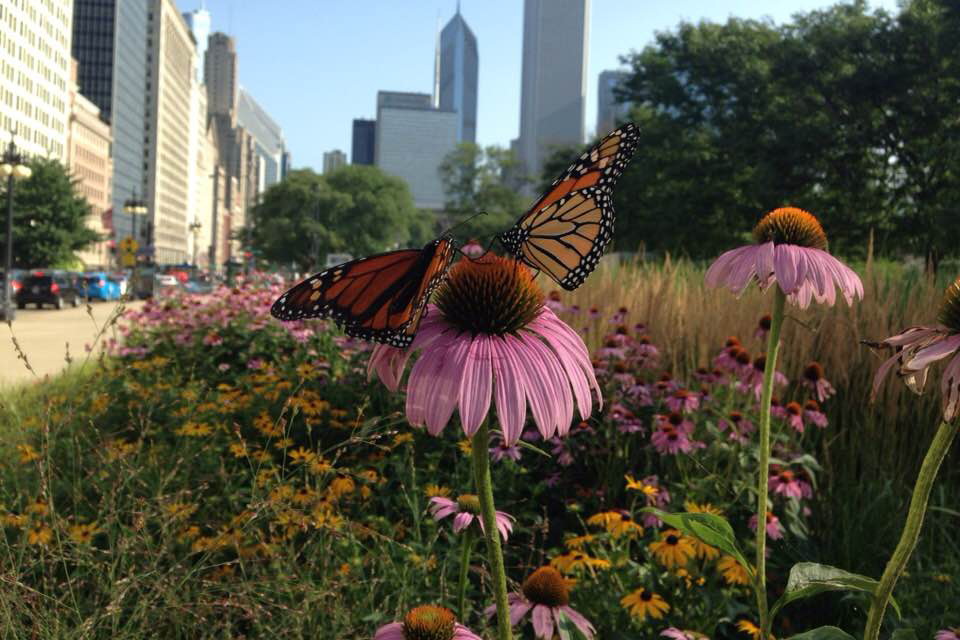 Two monarch butterflies are perched atop a flower in downtown Chicago.