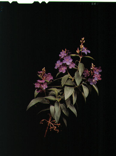 Flower of Lent model (Brazil). Tibouchina granulosa.
Credit Information:
© 1985 The Field Museum
ID# B83227c
Photographer: Ron Testa