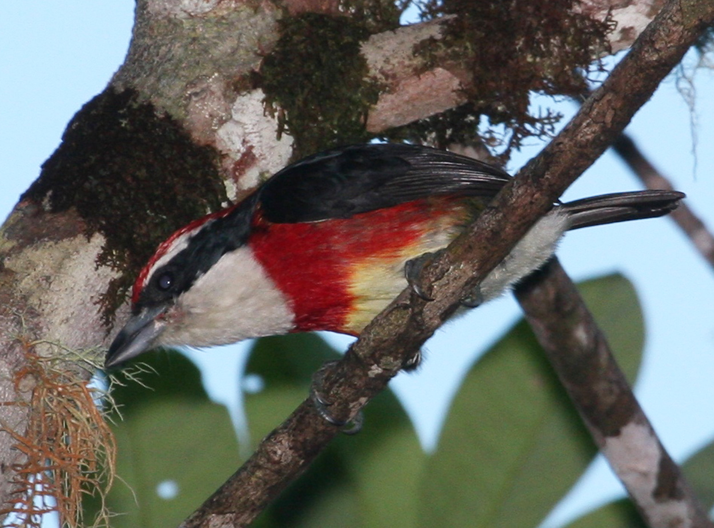 Image for New species of Barbet discovered in Peru