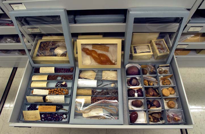 Drawers and items stored in acid free boxes on shelves and compactor cabinets in the Economic Botany collection storage area.
Credit Information:
© 2003 The Field Museum
ID# B83515_13d
Photographer John Weinstein
