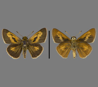 Hesperiidae: Hesperiinae 
 
Euphyes conspicua (W.H. Edwards, 1863)Great Lakes Sedge Skipper, maleFMNH-INS 124108 
Iroquois County, IL17 July 1972