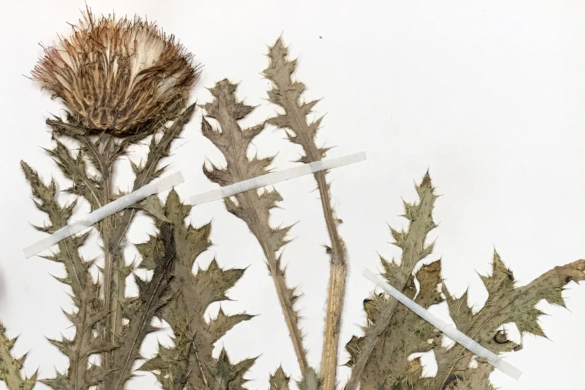 Dried prairie thistle plant specimen attached to paper.