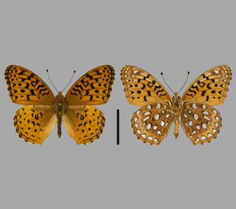 Nymphalidae: Heliconiinae: Argynnini 
 
Speyeria aphrodite (Fabricius, 1787)Aphrodite FritillaryFMNH-INS 124013