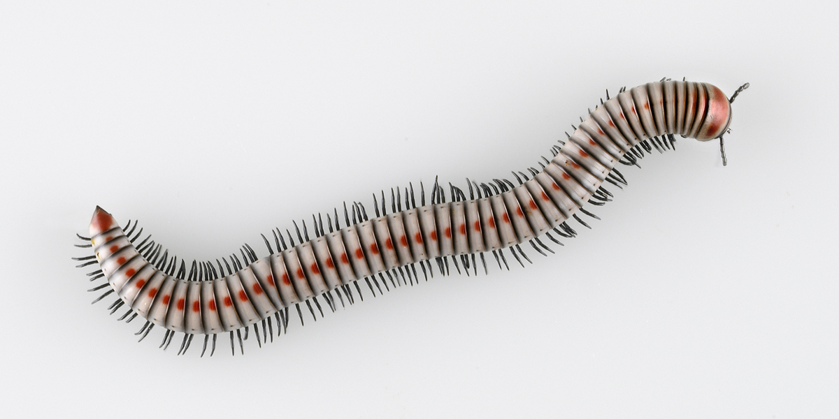 Millipede Anadenobolus