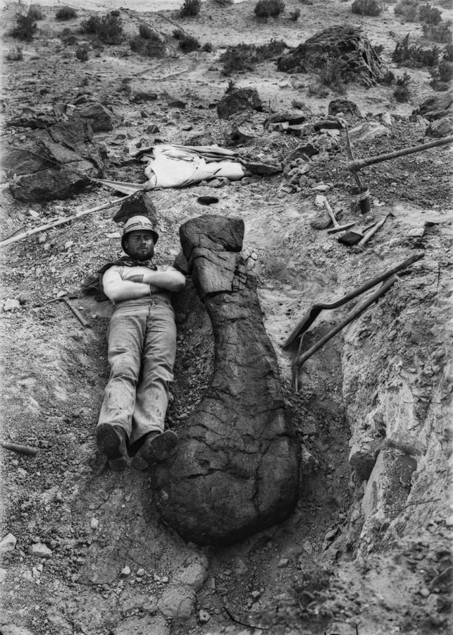 Unidentified Expedition member lying next to Brachiosaurus altithorax humerus. 1900.Credit Information: © The Field Museum Neg. # CSGEO3934 Photographer: Elmer Riggs