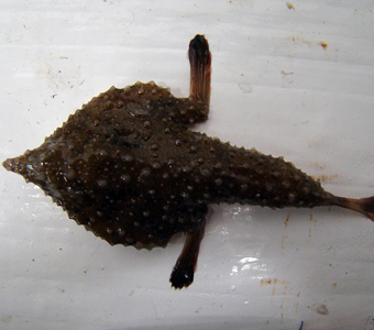 Specimen of a Ogcocephalus batfish collected in the Gulf of Mexico off the coast of Louisiana. Batfishes are laterally compressed and sit on the bottom of the sea floor.