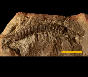 Arthropoda - Myriapoda -Diplopoda
 
Eileticus aequalisSpecimen PE 789
Carbondale Formation - Francis Creek Shale Member
Paleozoic - Middle Pennsylvanian(~305 Million years ago)
Mazon Creek Area, Illinois