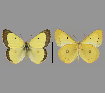 Pieridae: Coliadinae 
 
Colias philodice Godart, 1819Common SulfurFMNH-INS 124044 
Freeport, Stephenson County, IL15 July 1990