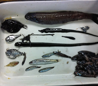 A selection of deep-sea fishes collected off the coast of San Diego, California. Among the fishes collected are deep-sea hatchetfishes and dragonfishes.