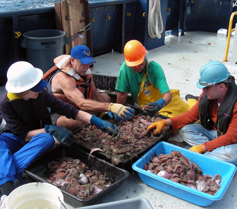 Janet Voight, Kevin Swagel, Chris Jones, and Leo Smith sorting the bottom trawl, which contained mostly flatfishes and sea urchins.