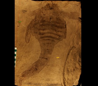 Arthropoda - Chelicerata - Eurypterida
 
Carcinosoma newliniPreviously Eusarcus newliniSpecimen UC 12901
Kokomo Dolomite
Silurian(~418 million years ago)
Kokomo, Indiana