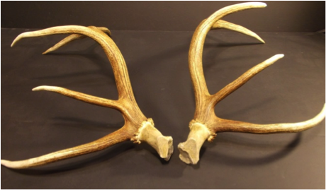 1632764655 elk Antlers: What's Their Function?