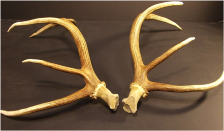 How to identify deer antlers - Discover Wildlife