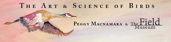 Image for The Art & Science of Birds