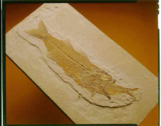Fossil of a fish eating a fish: Mioplosus labrocoides swallowing a knightia eocaena.Credit Information: © The Field MuseumNeg. # GEO85895cPhotographer: John Weinstein