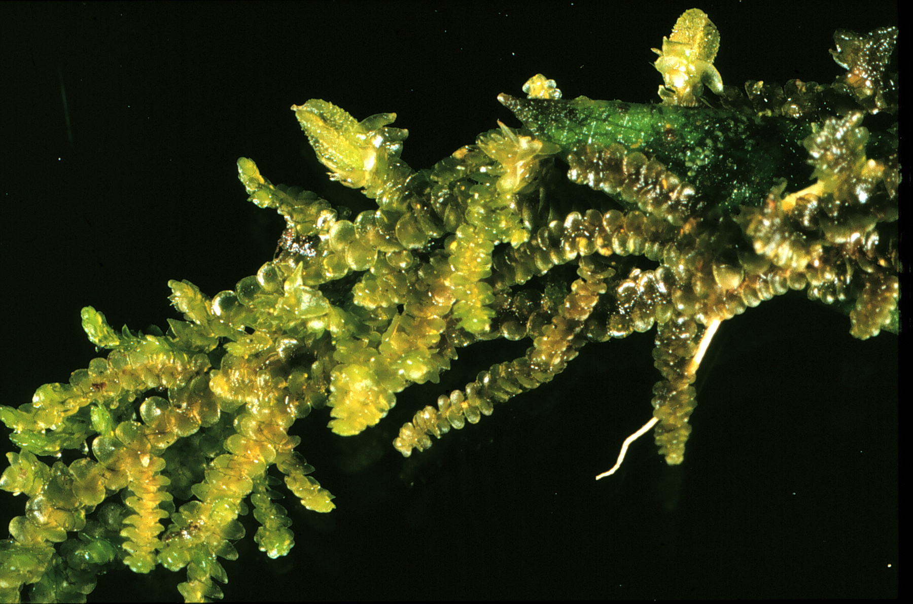 Image for Bryophytes