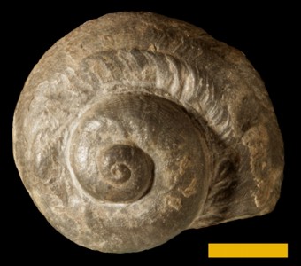 Mollusca - Gastropoda -(snails)
 
Platystomata turbinataSpecimen UC 11758 (cotype)
Onondaga Limestone
Paleozoic - Middle Devonian
Onondaga County, New York