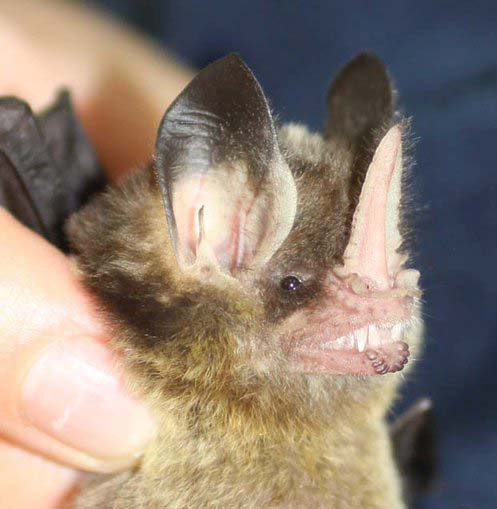 The striped hairy-nosed bat, Mimon crenulatum