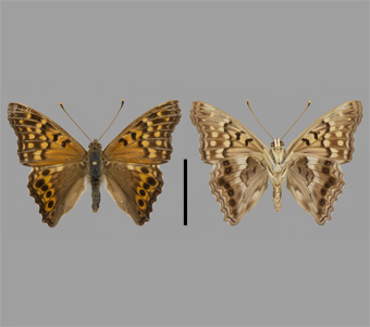 Nymphalidae: Apaturinae 
 
Asterocampa clyton (Boisduval & Leconte, [1835])Tawny Emperor, maleFMNH-INS 124018 
Mississippi Palisades, Jo Daviess County, IL11 June 1991