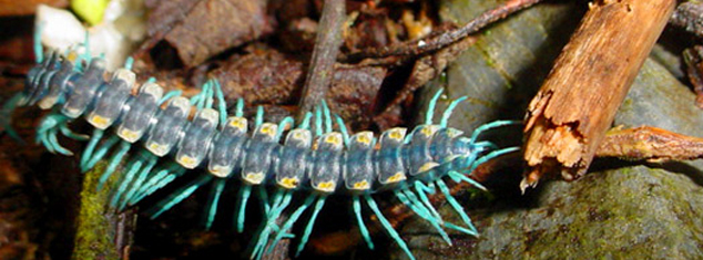 Millipeded Rhachodesmidae