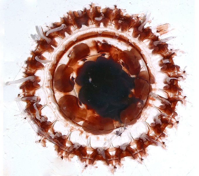 A beautiful red jellyfish collected over the San Diego Trench. Like other jellyfishes, this species has venomous nematocysts (stinging cells).