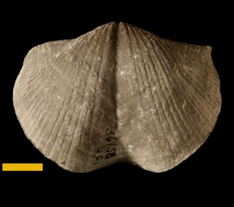 Brachiopoda - Rhynchonellata - Spiriferida
 
Paraspirifer bownockeri    previously Spirifer bownockeriSpecimen UC 36158 (topotype)
Silica Shale
Paleozoic - Middle Devonian
Silica, Ohio