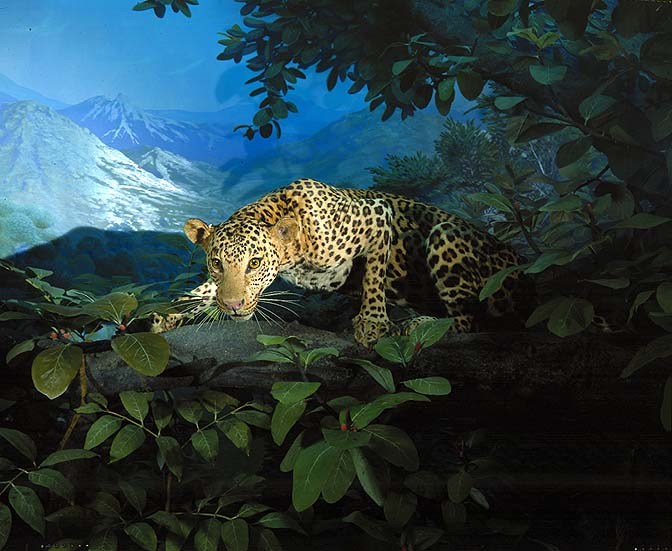 Asian Leopard Group Diorama, Central India.Credit Information: © The Field MuseumID# Z93621cPhotographer: Ron Testa
