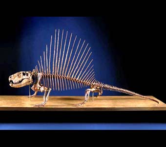 Dimetrodon.Credit Information:© 2005 The Field MuseumNeg. # GEO86422_04dPhotographer: John Weinstein