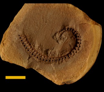 Arthropoda - Myriapoda - Diploda(millipedes)
 
Hexecontasoma carinatumSpecimen PE 23487
Carbondale Formation - Francis Creek Shale Member
Paleozoic - Middle Pennsylvanian(~305 million years ago)
Mazon Creek Area, Illinois