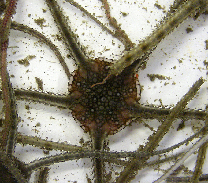 A bottom dwelling brittle star. The brittle stars or ophiruoids are similar to the traditional asteroid starfishes, but instead of using tube feet for locomotion, they use their arms directly.