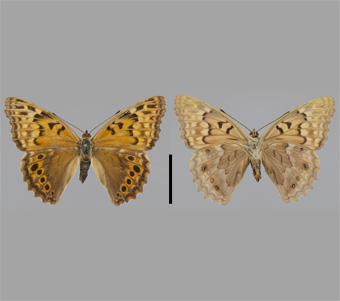 Nymphalidae: Apaturinae 
 
Asterocampa clyton (Boisduval & Leconte, [1835])Tawny Emperor, femaleFMNH-INS 124017 
Savannah, Jo Daviess County, IL20 June 1991