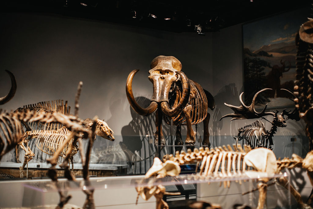 Numerous Ice Age mammal skeletons are mounted for display including a Mammoth and Irish Elk.