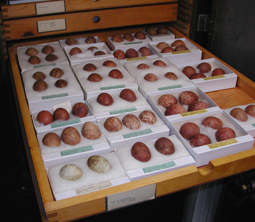 Image for Bird Egg Collection