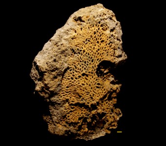 Cnidaria - Anthozoa - Favositida - Pachyporidae
Coenites reticulata
Previously Cladopora reticulata
Specimen UC 2783
Racine Formation?
Paleozoic - Silurian - Niagaran
Chicago, Illinois