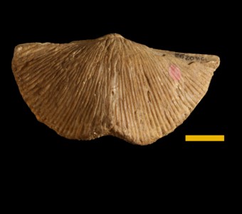 Brachiopoda - Rhynchonellata - Spiriferida
 
Imbrexia incertus    Previously Spirifer incertusSpecimen UC 8620
Burlington Limestone
Paleozoic - Mississippian
Burlington, Iowa