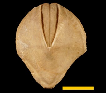 Echinodermata - Blastoidea - Spiraculata
 
Pentremites nodosusSpecimen UC 25150
Lower Okaw (Golconda Limestone)
Paleozoic - Mississippian
Marigold, Illinois